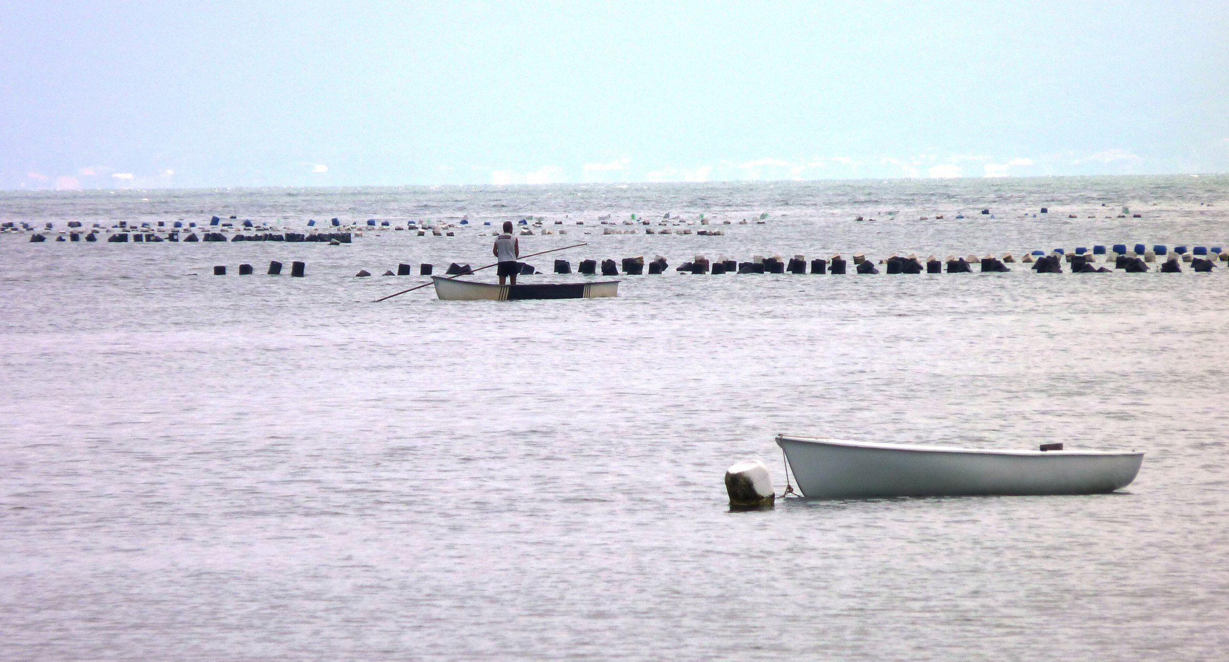 Barco a remo diante das fileiras de boias do cultivo de ostras na Baía Sul