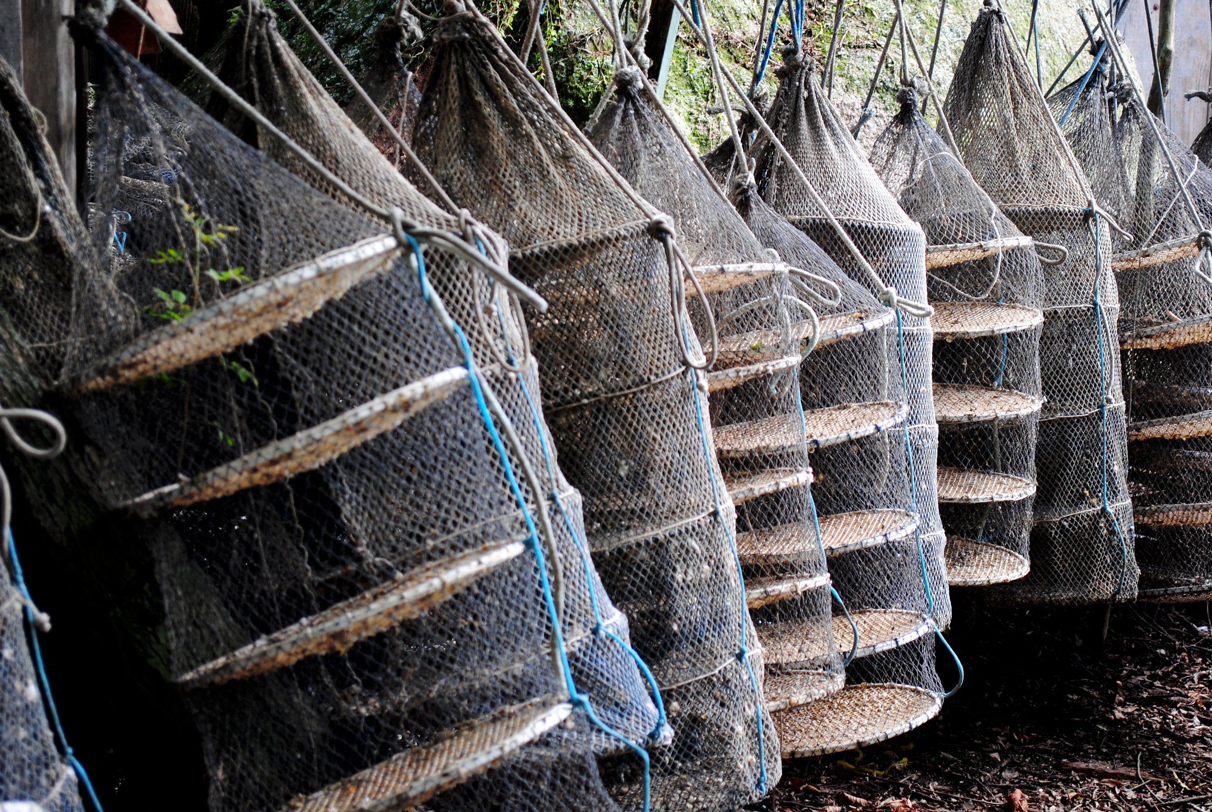 Lanternas de rede usadas no cultivo de ostras, penduradas para secar